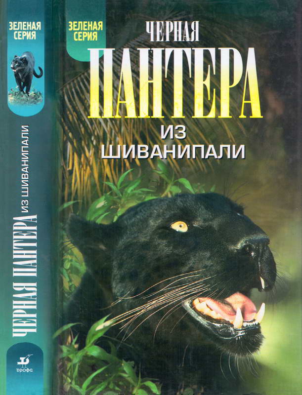 Черная пантера из Шиванипали. Дикие животные Индии
