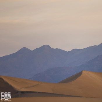 Desert Rose
