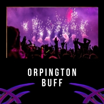 Orpington Buff
