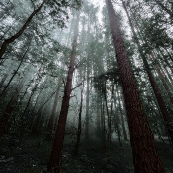 forgotten dreams