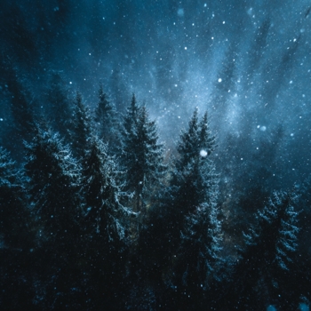 silent woods