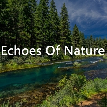 Rainforest Sounds and Echoes of Nature