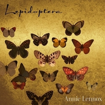Apatura Iris (Lepidoptera 2019)