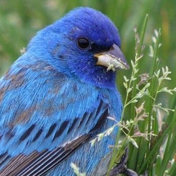 Blue Canary (Dj Amure Remix)