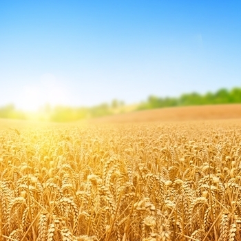 Fields Of Gold (Cover)