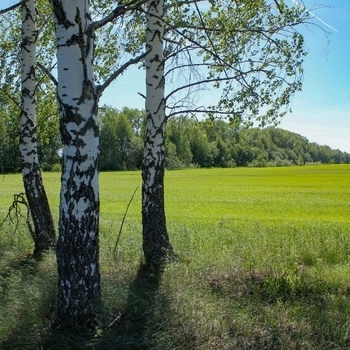 Милая роща