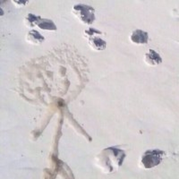 Крот