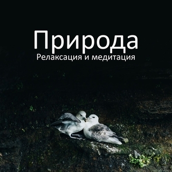 Море и чайки