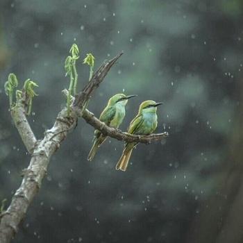 Birds In Calm Forest