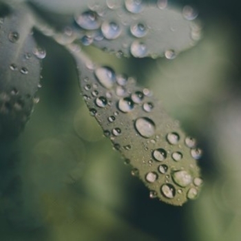 Forest Breath