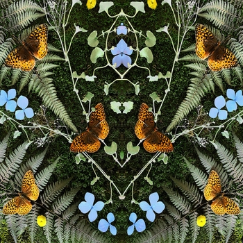 monarque