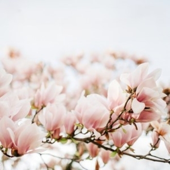 Rhapsody on a Theme of Paganini, Op. 43: Variation No. 18 Andante