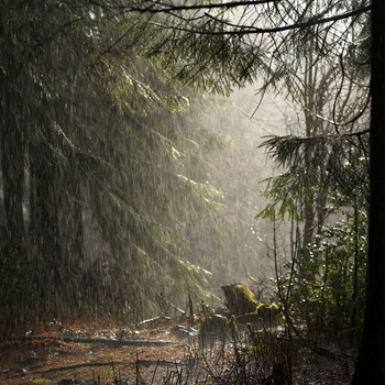 Доброй Ночи (Звуки Природы И Шум Леса Для Сна Атмосферные Звуки) (Музыка Для Сна И Белый Шум)
