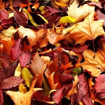 Autumn Leaves (2010)
