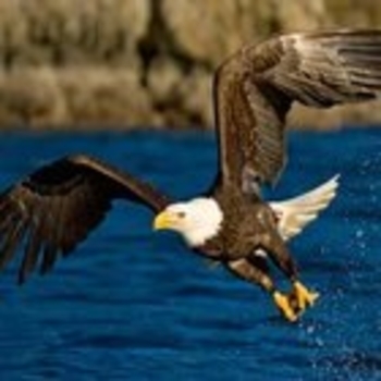 El Condor Pasa (2015)