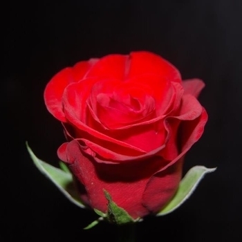 A Red, Red Rose (2013)