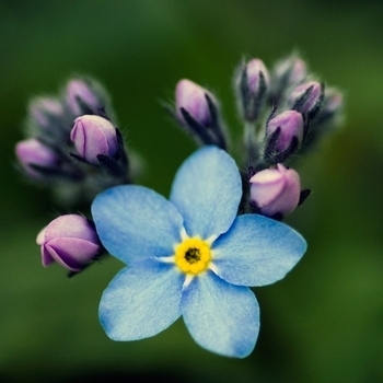 Petite Fleur (2020)